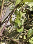 image of african_chameleon