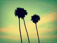 image of palm_tree