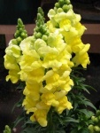 image of flower