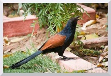 image of coucal #9