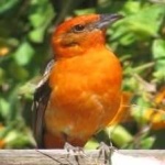 image of bird