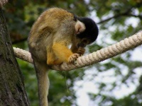 image of squirrel_monkey