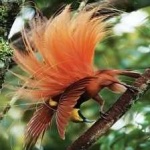 image of bird