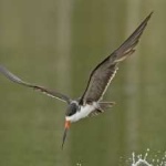 image of bird