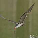 image of black_skimmer #16