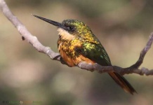 image of jacamar