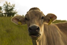 image of animal