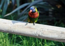 image of lorikeet