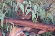 image of koala