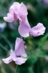 image of flower