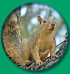 image of fox_squirrel