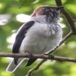 image of bird