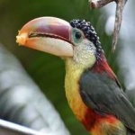 image of bird