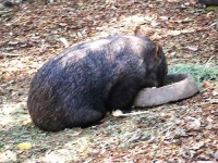 image of wombat