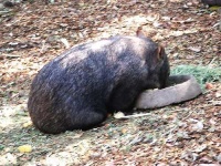 image of wombat #0