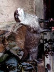 image of otter