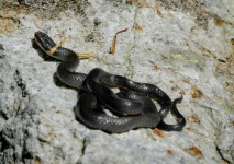 image of ringneck_snake