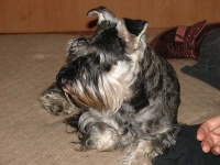 image of miniature_schnauzer