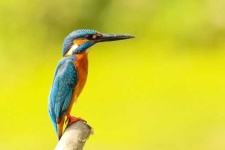 image of kingfisher