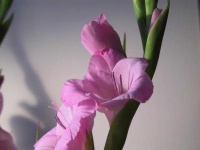 image of flower