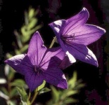 image of balloon_flower #19