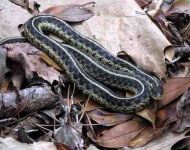 image of garter_snake #11