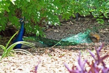 image of peacock