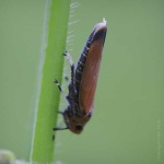 image of leafhopper #9