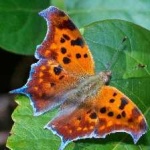 image of animal