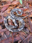 image of night_snake
