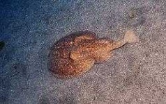 image of electric_ray