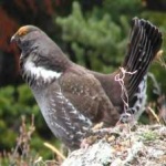 image of bird
