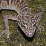 image of banded_gecko