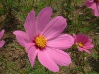 image of flower