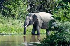 image of tusker