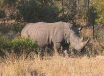 image of rhino