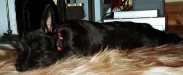 image of scotch_terrier