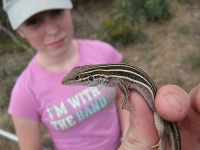 image of whiptail