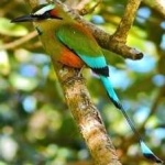 image of bird