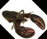 image of sea_food