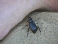 image of dung_beetle