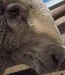 image of animal