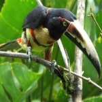 image of bird