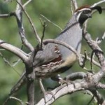 image of bird