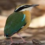image of bird