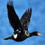 image of bird