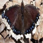 image of animal
