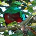 image of bird