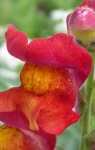 image of flower
