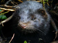 image of mink